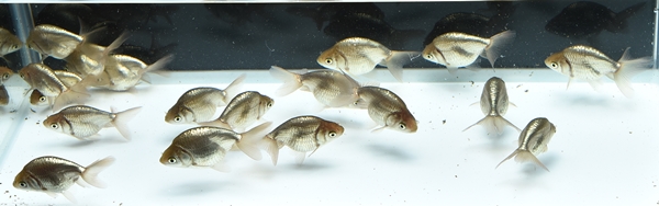 当歳魚2018