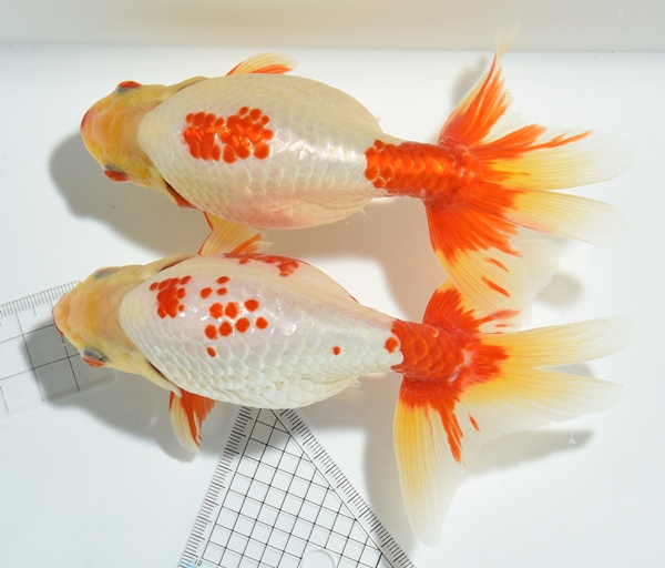 出雲ナンキン 3歳 3匹セット No.8.出雲ナンキン稚魚20匹 出雲ナンキン 3歳魚 超優魚血統