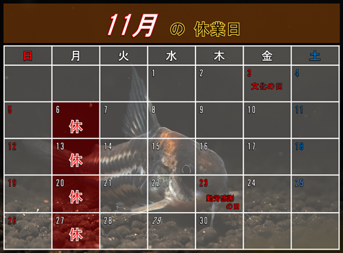 11Υ