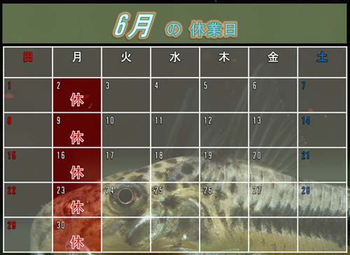 6Υ