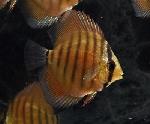 Super Red 紅雲